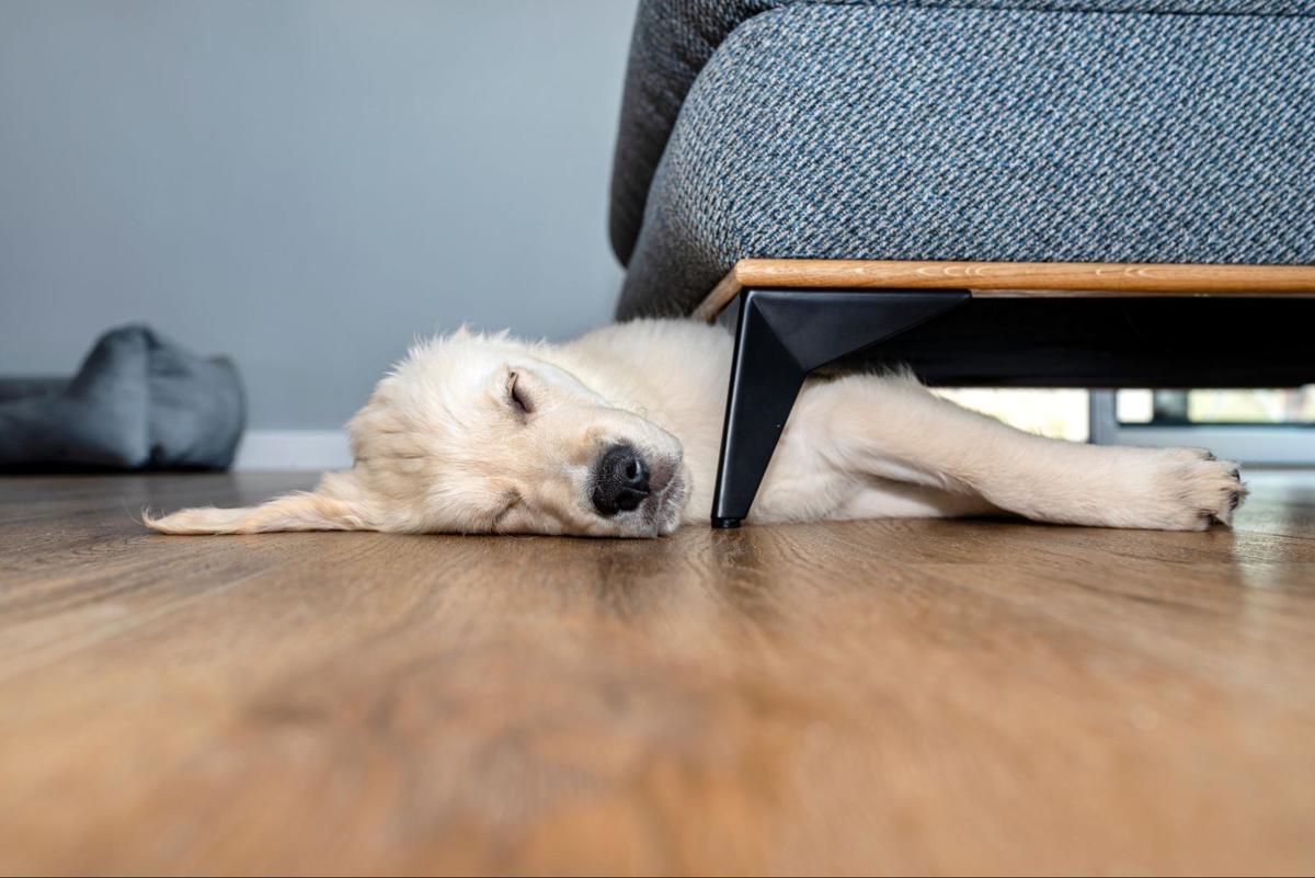 Hond ligt te rusten op een afgewerkte vinylvloer in een ingerichte woonkamer.